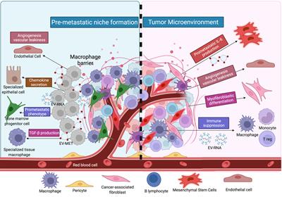 Delineating the role of extracellular vesicles in cancer metastasis: A comprehensive review